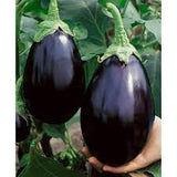 Black Beauty Eggplant Seed