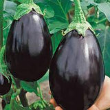 Black Beauty Eggplant Seed