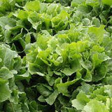 Broadleaf Batavian Endive Seed