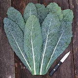 Lacinato Tuscan Kale Seed