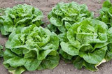 Buttercrunch Lettuce Seed