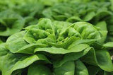 Buttercrunch Lettuce Seed