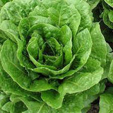 Buttercrunch Lettuce Seed