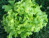 Lettuce - Black Seeded Simpson Green Leaf Lettuce