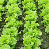 Lettuce - Black Seeded Simpson Green Leaf Lettuce