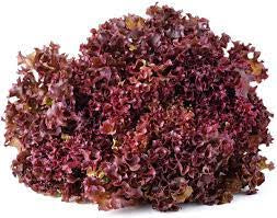 Red Salad Bowl Lettuce