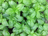 Sweet Basil - Genovese Seed