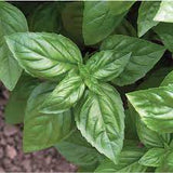 Sweet Basil - Genovese Seed