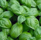 Sweet Basil - Genovese Seed