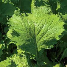 Southern Giant Curled Mustard Seed