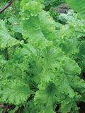 Southern Giant Curled Mustard Seed