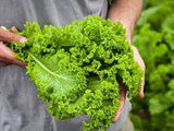 Southern Giant Curled Mustard Seed