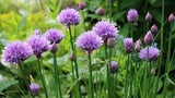 Chive Seed