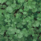 Slow Bolting Cilantro Seed