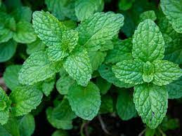 Mint - Peppermint Seed