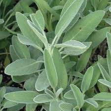 Broadleaf Sage Seed