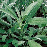 Broadleaf Sage Seed