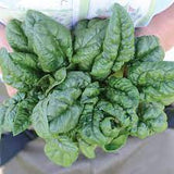 Bloomsdale Savoy Spinach Seed