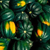 Squash - Table Queen Acorn Squash