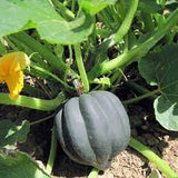 Squash - Table Queen Acorn Squash