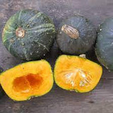 Burgess Buttercup Squash Seed