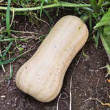 Waltham Butternut Squash