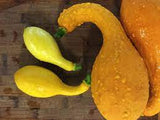 Squash - Early Summer Yellow Crookneck Squash Seed