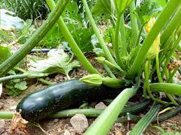 Zucchini - Black Beauty Zucchini Squash Seed