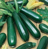 Zucchini - Black Beauty Zucchini Squash Seed