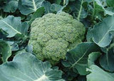 Broccoli - Green Sprouting Calabrese Broccoli Seed