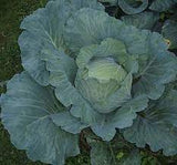 Flat Dutch Late Cabbage Seed