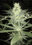 Mass Medical Strains Kernel Putang