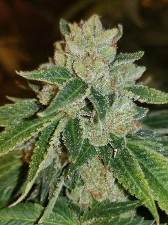 Rudeboi OG Clone