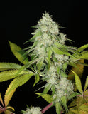 Mass Medical Strains Triangle Kush BX1