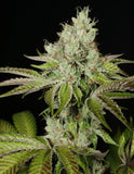 Mass Medical Strains Triangle Kush BX1