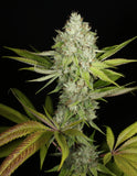 Mass Medical Strains Triangle Kush BX1