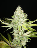 Mass Medical Strains Triangle Kush BX1