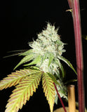 Mass Medical Strains Triangle Kush BX1