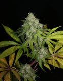 Mass Medical Strains Triangle Kush BX1