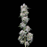Black Cherry Fizz Clone