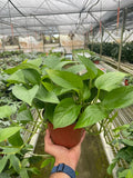 Pothos 'Green Queen'