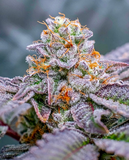 Grandi Guava Clone