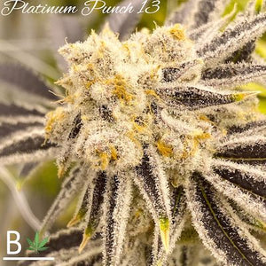Platinum Punch Clone