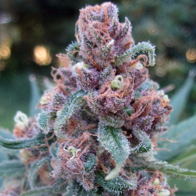 Black Cherry Soda Clone