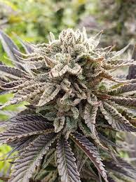 Ice Milk Clone