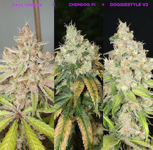 Mass Medical Strains - Doggie Style V2