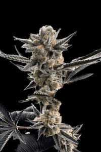 Jokerz 31 Clone