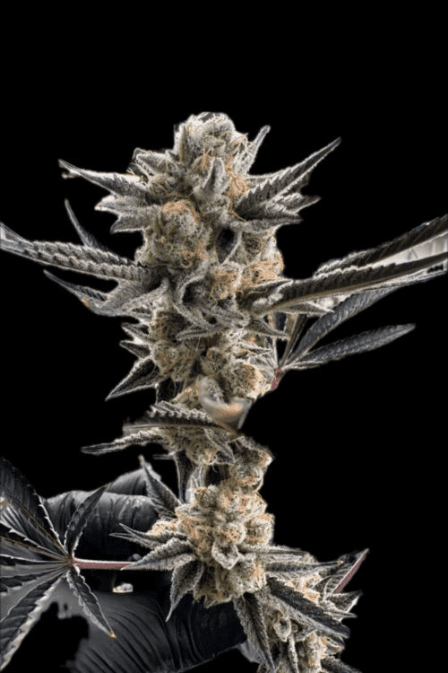 Jokerz 31 Clone