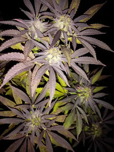 King Juice Clone
