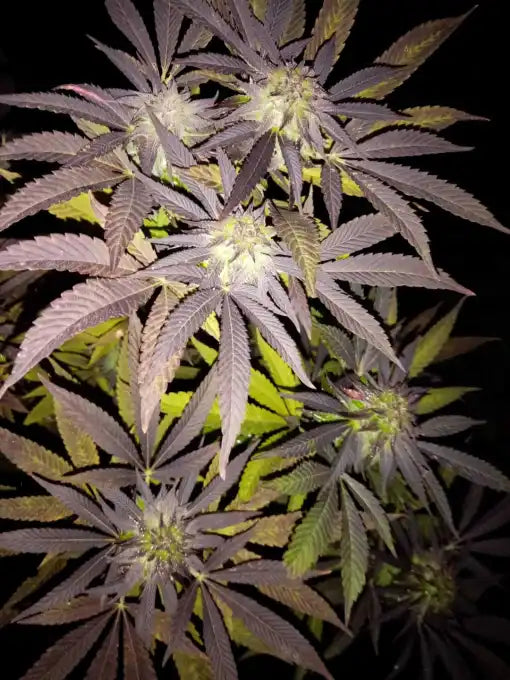 King Juice Clone